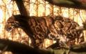 CloudedLeopard2